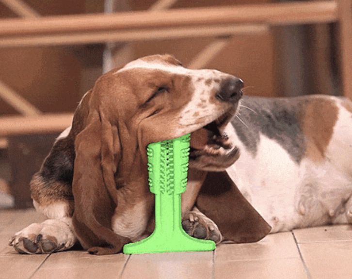 Brinquedo Mordedor Escova De Dente Para Cachorro Medio - Imagem 9